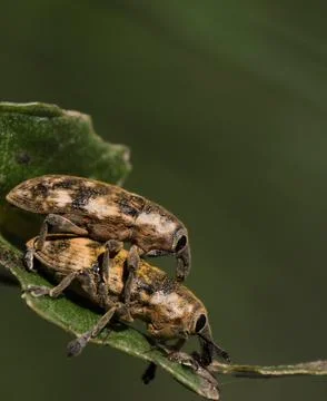 Love on the Edge Leaf Stock Photos