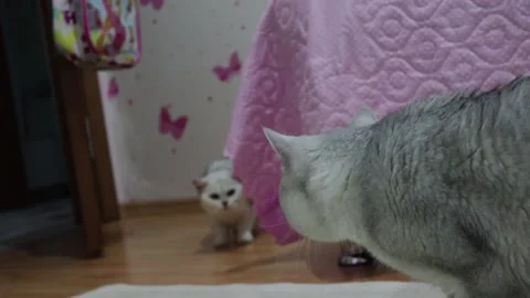 Love at first sight between cats Stock Footage 203971505