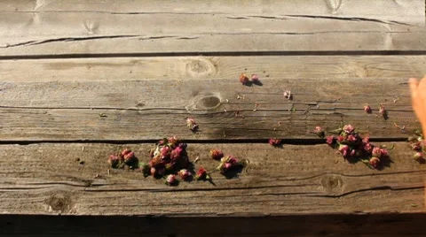 Love Stock Footage 8558733