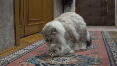 Love game and courtship between two Siberian  color point cats in a city apar Stock Footage 93740997