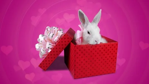Love gift on Valentines day, two cute rabbits with pink bows Stock Footage 71470196