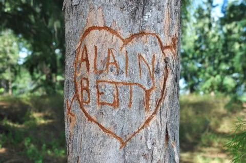 Love heart with message in a tree Foto stock