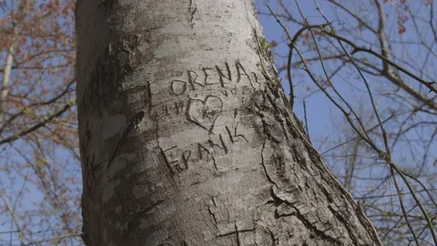 Love Initials Carved Into Tree In Forest with Heart Vídeo Stock 74401877