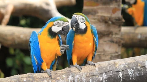 Love macaw birds Stock Footage 48217107