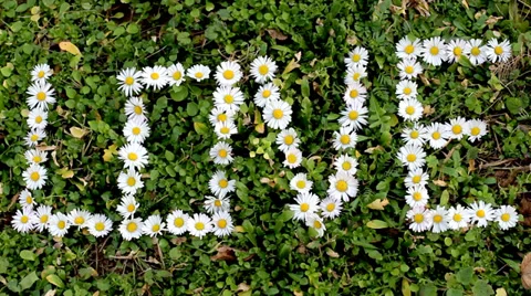 Love. Made of flowers. Video stock 34448466