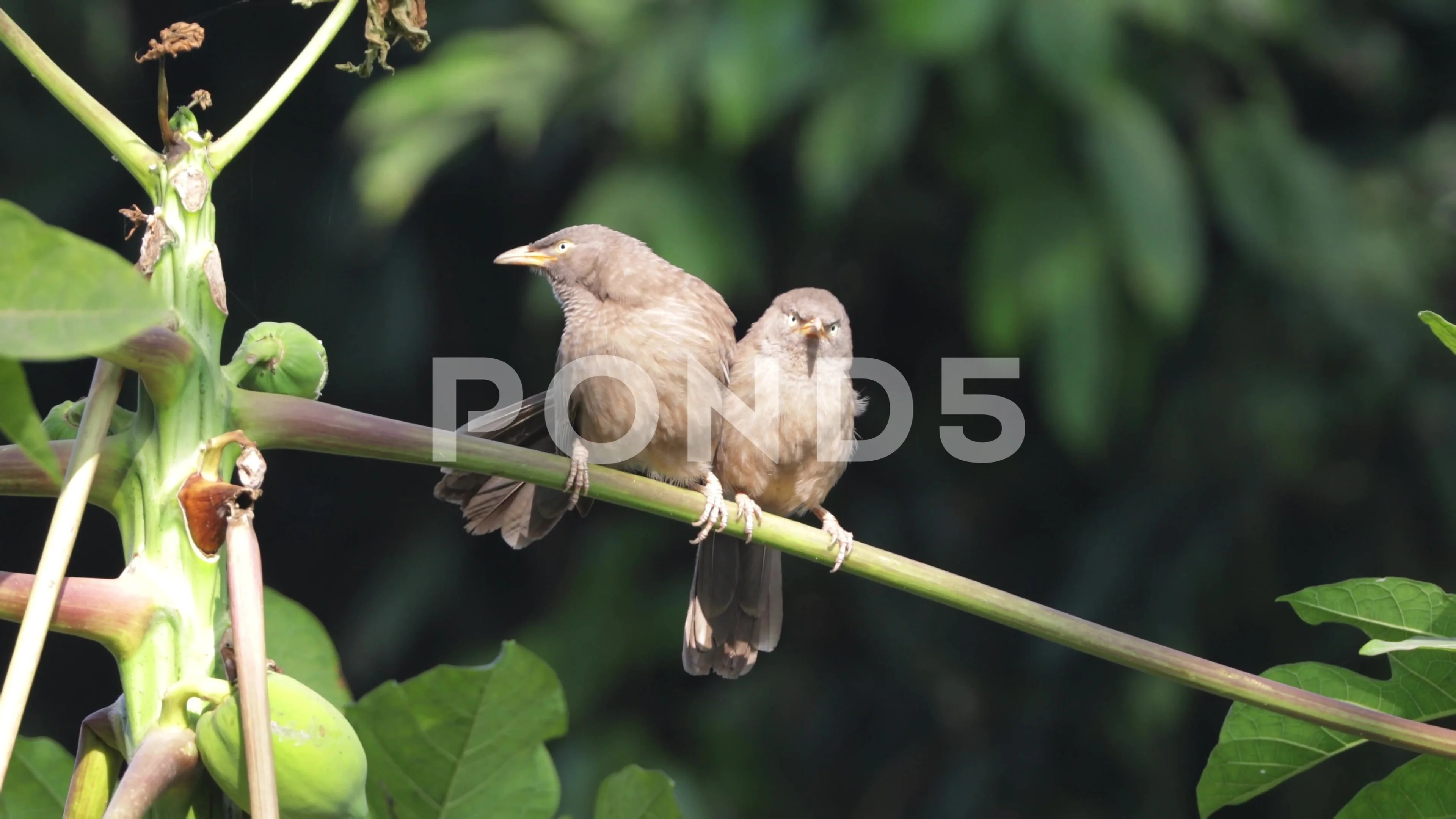 Love Making 4k video of Jungle Babbler Couple