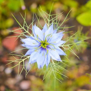 Love in a mist Stock Photos