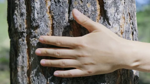 Love for nature. Caring for forest. Saving planet Stock Footage 149674293