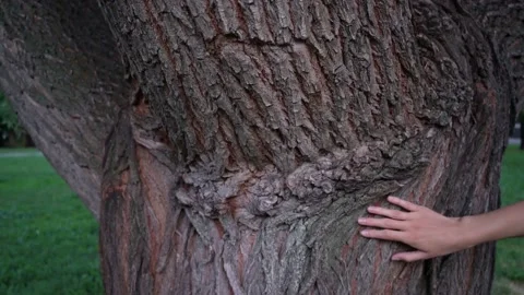 Love for nature Stock Footage 197143639