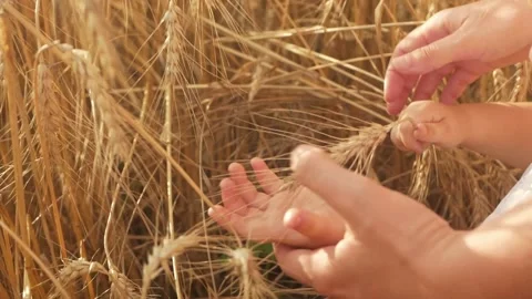 Love of nature, harvest of future bread Stock-Footage 157511209