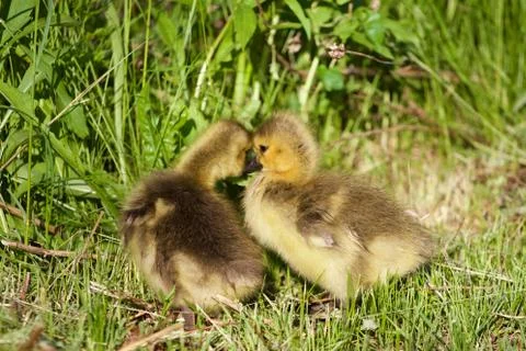 Is this love? Foto stock