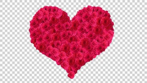 Love from red rose Illustrazione stock
