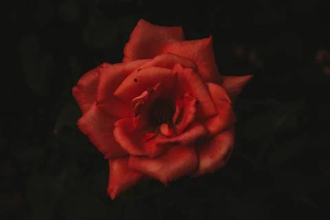 Love Rose Stock Photos