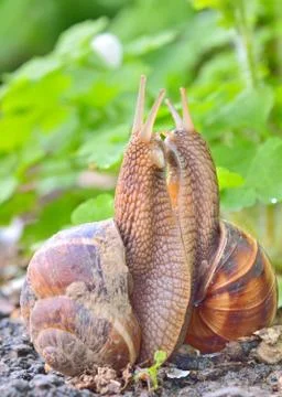 Love snails Stock Photos