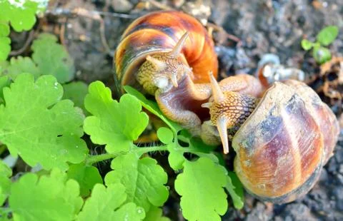 Love snails Stock Photos