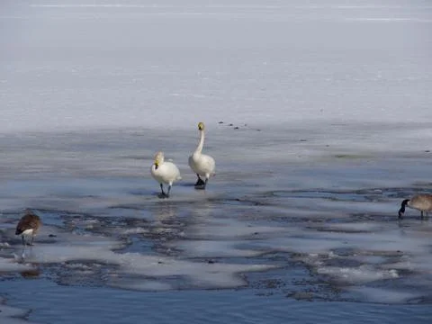Love of swans Stock Photos
