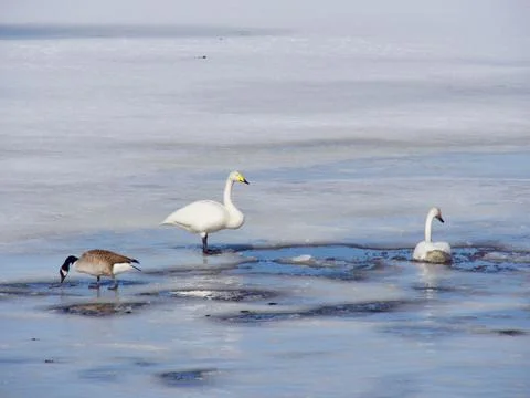Love of swans Stock Photos