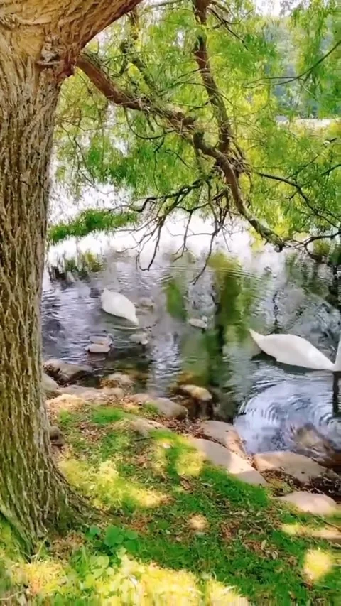 The love of the swans on the river Video stock 228686851