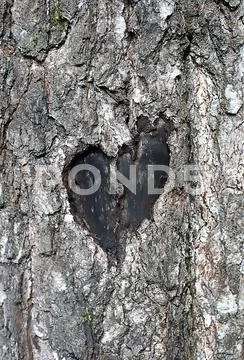 Love symbol on a trunk of tree Stock Photos
