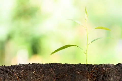 Love tree concept Growing trees Stock Photos