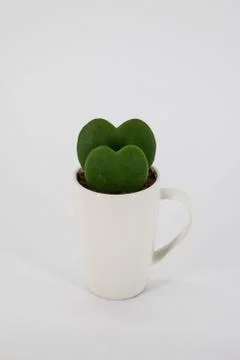 Love tree Foto stock