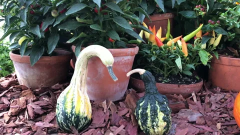 Love of two pumpkins, pumpkins leaning towards each other like swans Stock-Footage 139907282