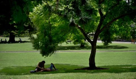 Love under a Tree 스톡 사진