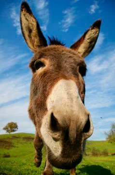 Loveable donkey Stock Photos