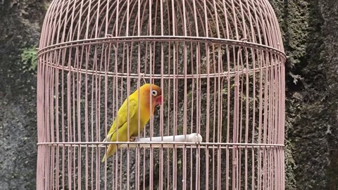 A Lovebird in the Cage Vídeo Stock 320098473