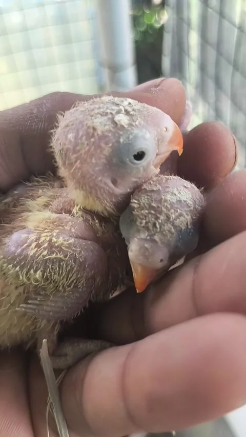 Lovebird chicks in breeder hand Stock Footage 346758427