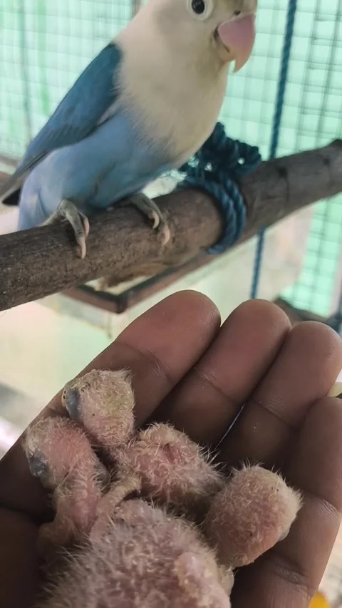 Lovebird chicks in breeder hand Stock Footage 346758432