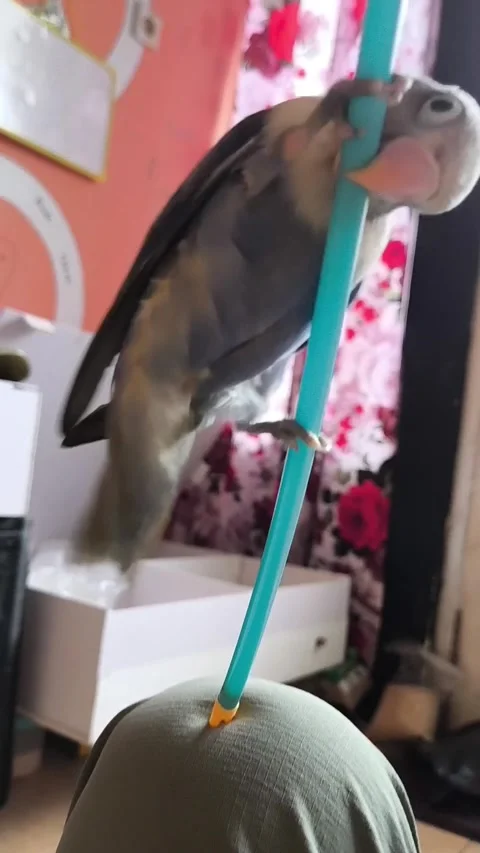 Lovebird doing pole spinning tricks and acrobatic play indoors Stock Footage 346895840