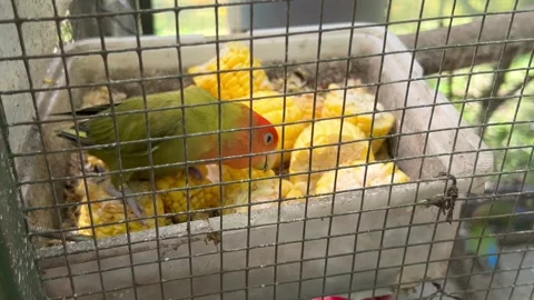 Lovebird eating fresh corn inside a wire cage. Stock Footage 325974219