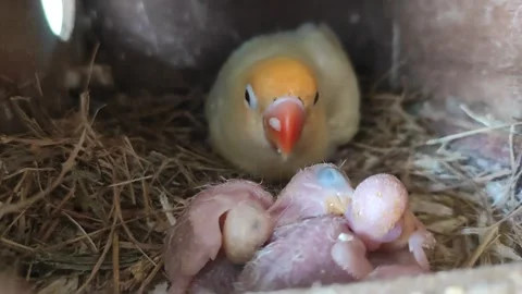 Lovebird feeding chick in nest Stock Footage 217356830
