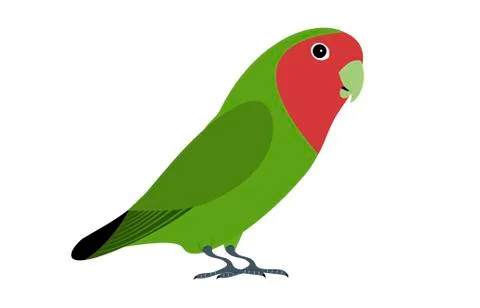 Lovebird Stock Illustration