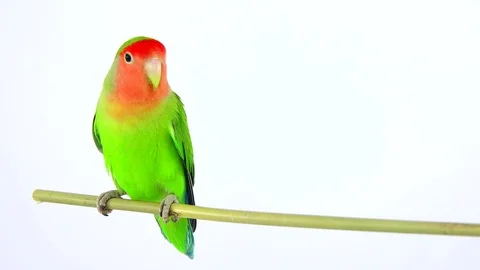 Lovebird isolated on a white background, studio shot Video stock 80859541