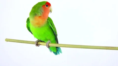 Lovebird isolated on a white background, studio shot Video stock 80859564