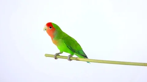 Lovebird isolated on a white background, studio shot Video stock 80859611