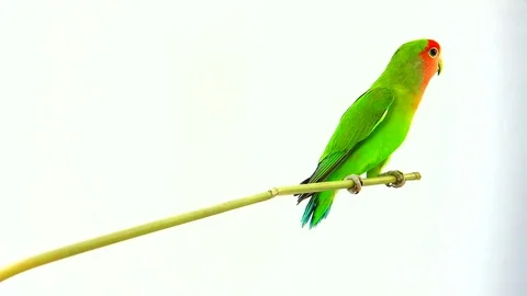 Lovebird isolated on a white background, studio shot Video stock 80860588