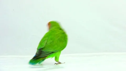 Lovebird isolated on a white background, studio shot Video stock 80860647