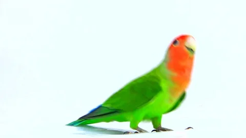 Lovebird isolated on a white background, studio shot Video stock 80860706