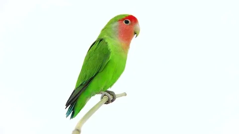 Lovebird isolated on a white background, studio shot Stock Footage 80860873