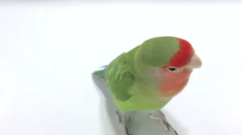 Lovebird looking Stock Footage 34223154