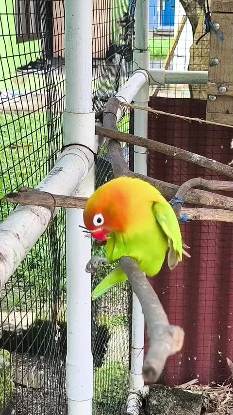 Lovebird Mating Behavior and Courtship Display on Branch Stock Footage 346704752
