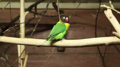 Lovebird parrot sitting the branch Stock Footage 116861463