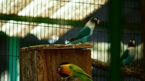 Lovebird Perched on Nest Box 스톡 동영상 330851736