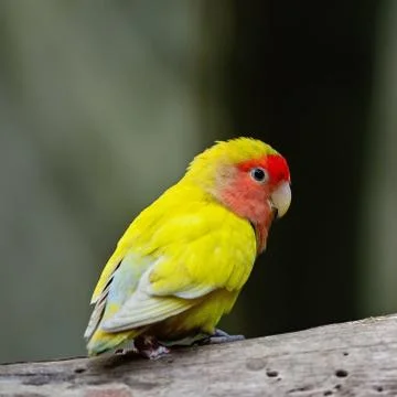 Lovebird Stock Photos
