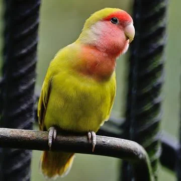 Lovebird Stock Photos