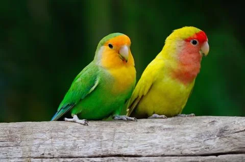 Lovebird Stock Photos