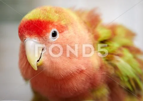Lovebird. Stock Photos